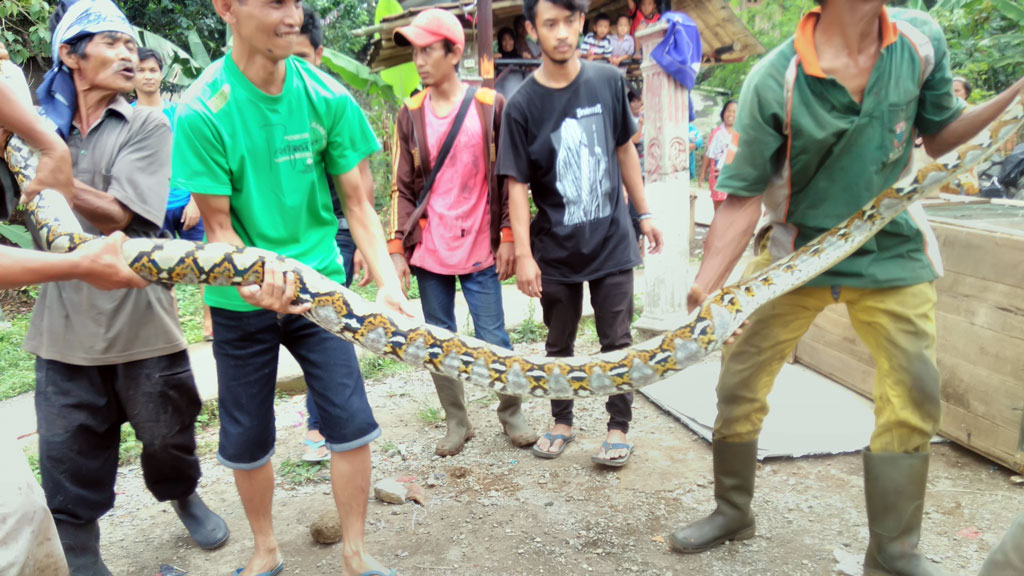 Puluhan warga Cireundeu dengan susah payah menjinakan ular 4 meter