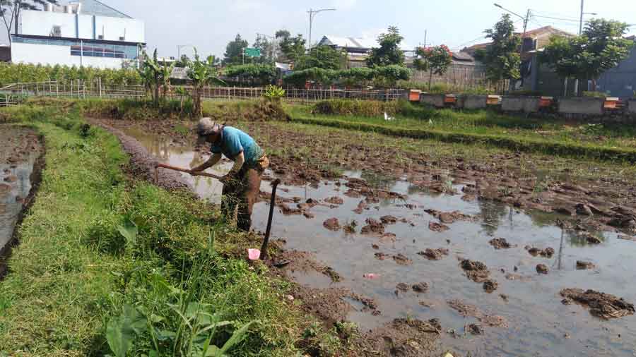 Seorang Petani Tengah Menggarap Sawah di Jalan Aruman, Cibabat, Kota Cimahi