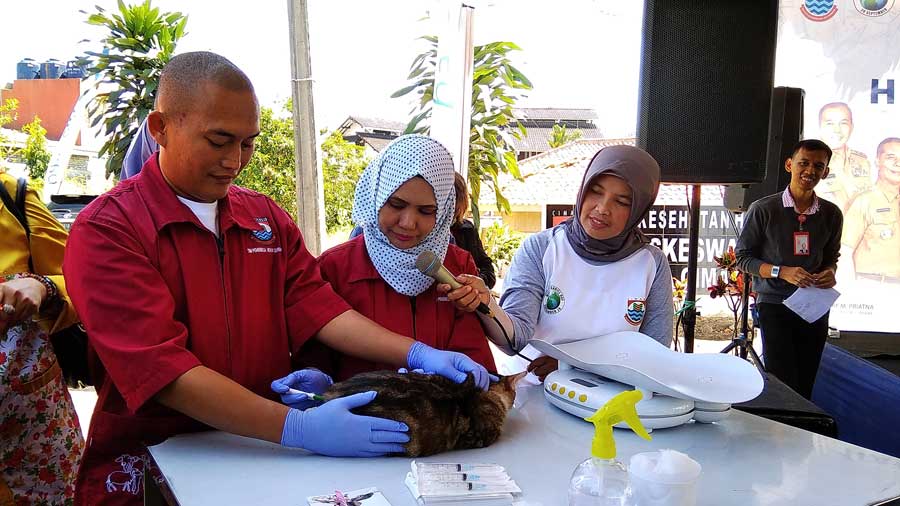 Petugas Puskeswan Kota Cimahi Tengah Memeriksa Hewan Jenis Kucing dalam Acara 'Hari Rabies Sedunia dan Launching Siempus' di Puskeswan Kota Cimahi, Jln. Sukimin, Jum'at (28/9/2018). 