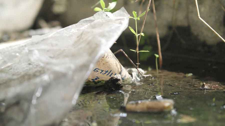 Genangan air, yang alam di ketiak daun sampah nyamuk jadi berkembang biak.
