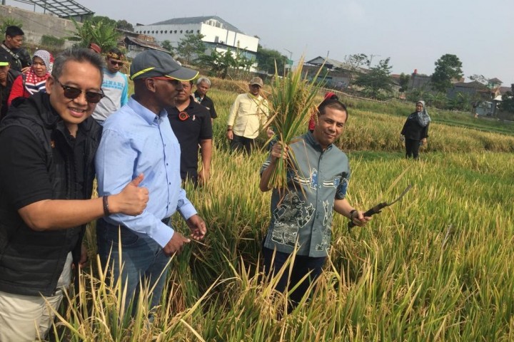 Wali Kota Cimahi Ajay Muhammad Priatna saat menghadiri pengenalan tanam padi modern di sawah Jalan Aruman RT 0207 Kelurahan Cibabat Minggu (27102019)