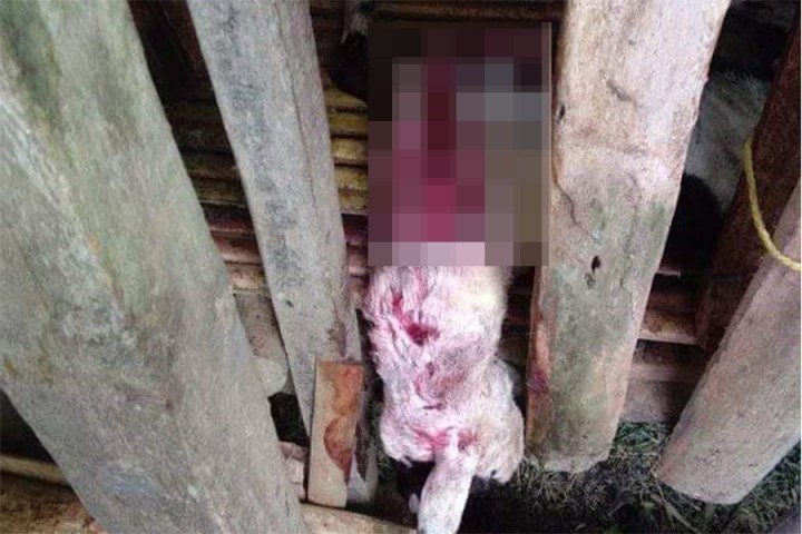Se ekor Domba Diterkam Ajag (Anjing Hutan) Milik Ale Sulaeman (29)