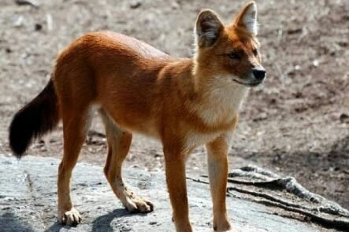 ajag anjing hutan