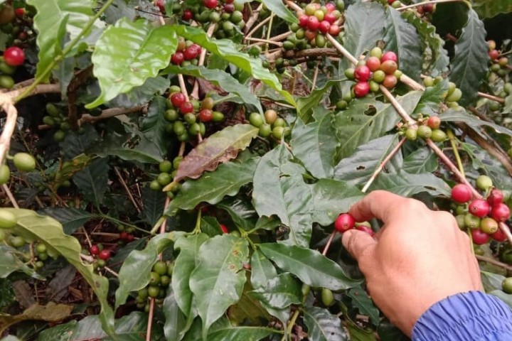 Panen kopi pada musim sekarang  di Ganjartemu Sumedang , diperkirakan akan menghasilkan  jumlah biji kopi yang meningkat.