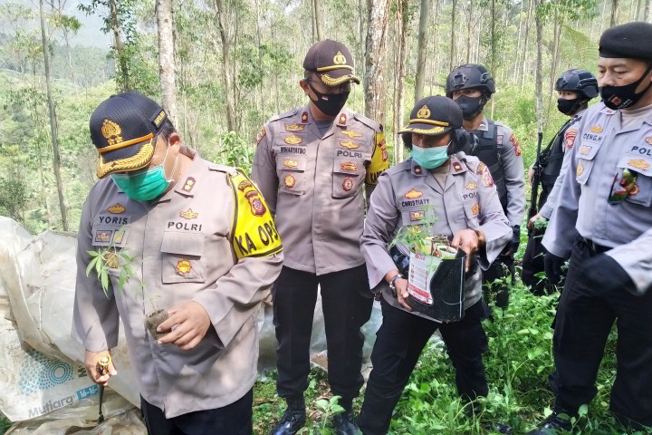 Kapolres Cimahi, AKBP Yoris Maulana Yusuf Marzuki saat di TKP Penanaman Ganja.