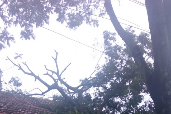 Pohon Tumbang Menimpa Rumah Salah Satu Warga.