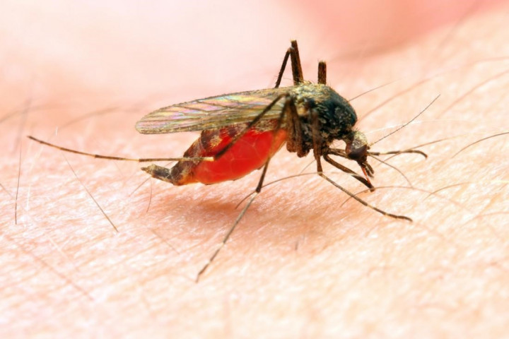 ilustrasi Nyamuk malaria