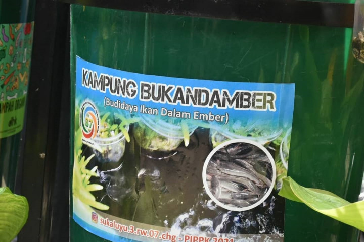 Warga Cihaurgeulis membuat program mandiri budi daya ikan dalam ember (BUKANDAMBER).