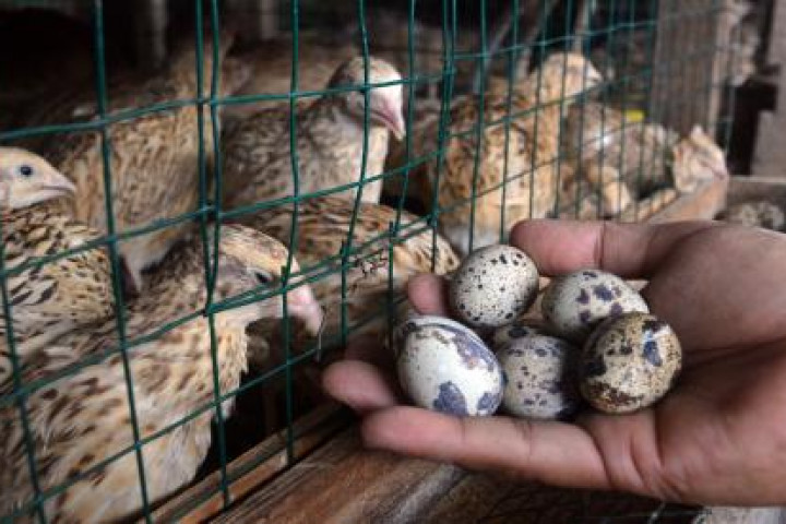 Petani Milenial Sektor Peternakan Mulai Budidaya Burung Puyuh