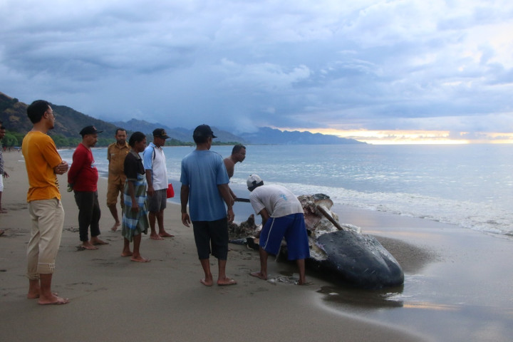 Petugas KKP menemukan paus terdampar di Pantai Oesapa, Kota Kupang. 