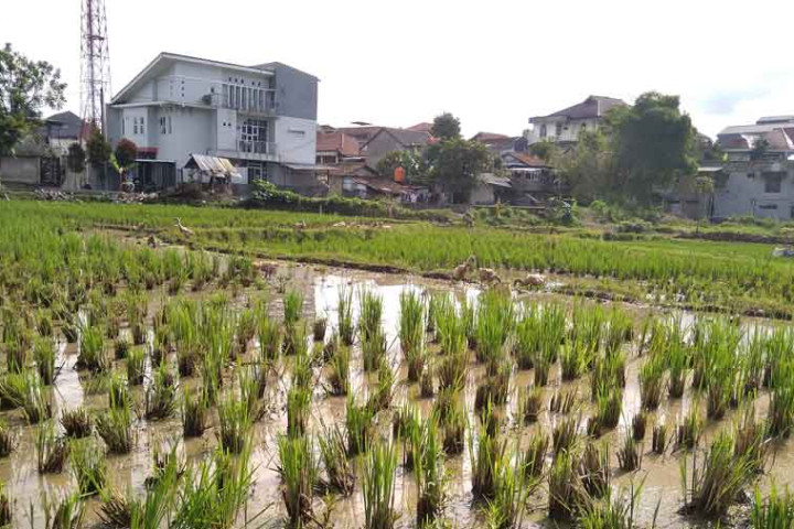 Lahan Sawah di Kelurahan Pasirkaliki Kota Cimahi 