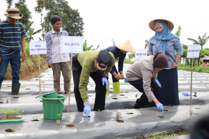 Wali Kota Cimahi Ngatiayana melakukan penanaman cabai di Kelurahan Cipageran