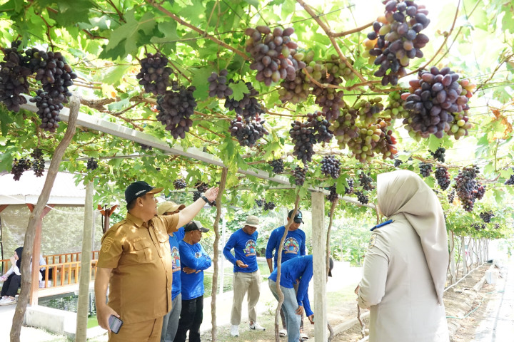 Kebun Anggur di Desa Duyu, yang kini dikenal sebagai Kampung Reforma Agraria Duyu Bangkit, menjadi bukti nyata keberhasilan pelaksanaan Reforma Agraria melalui Gugus Tugas Reforma Agraria (GTRA) Kota Palu, Sulawesi Tengah