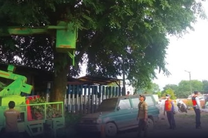 Dishub bersama Dinas LH melakukan pemangkasaan pohon peneduh  di Jalan Baros Kota Cimahi, beberapa waktu lalu