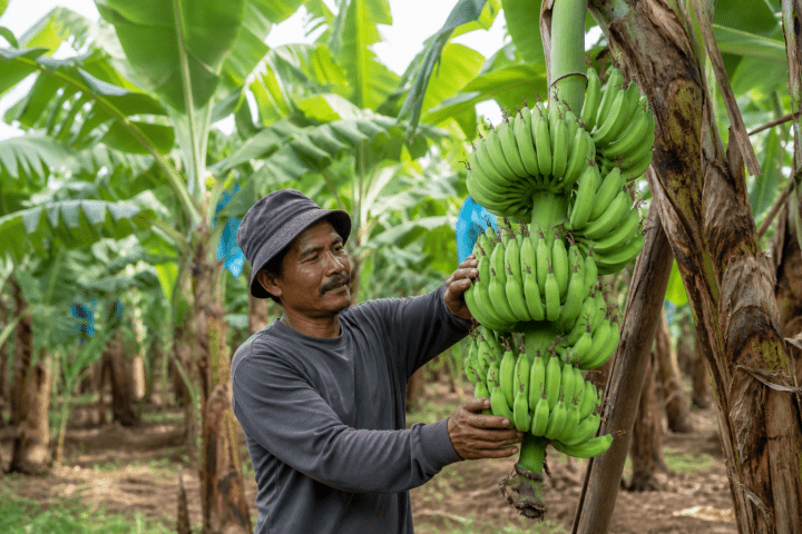 Petani Pisang di Desa Karangnunggal Kecamatan Cibeber Kabupaten Cianjur