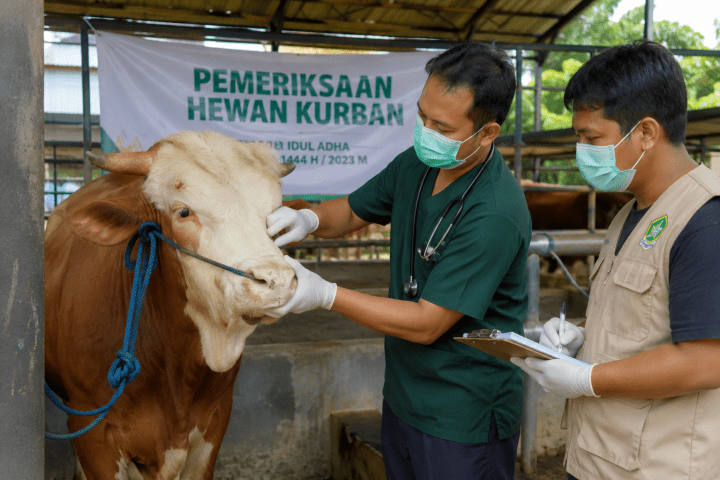 Tim Pemeriksa Hewan Kurban  sedang melaksanakan pemeriksaan di Kota Cimahi.