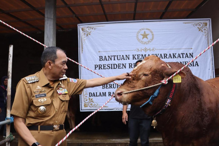 Wali Kota Cimahi Ngatiyana menyalurkan sapi kurban bantuan Presiden Republik Indonesia, Prabowo Subianto, kepada masyarakat melalui DKM Masjid Al-Amin , sebagai bagian dari momentum Hari Raya Idul Adha 1447 Hijriah 