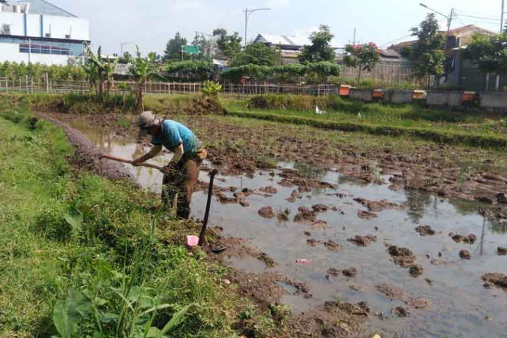 Keterbatasan lahan dan anggaran di Kota Cimahi menjadikan penyediaan Lahan Pertanian Pangan Berkelanjutan (LP2B)  tak penuhi target pemerintah. 