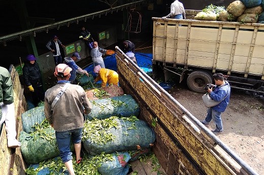 Para pegawai saat akan mencuci hasil panen teh yang terkena debu vulkanik